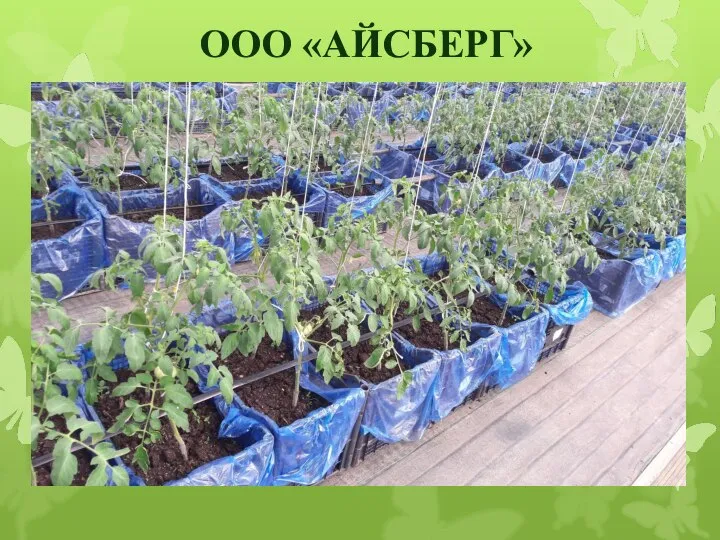 ООО «АЙСБЕРГ»