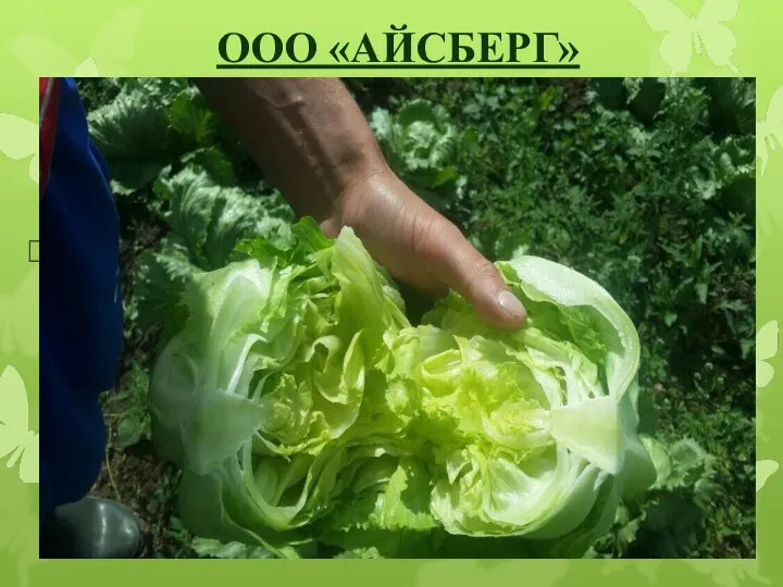 ООО «АЙСБЕРГ» Тепличный комплекс