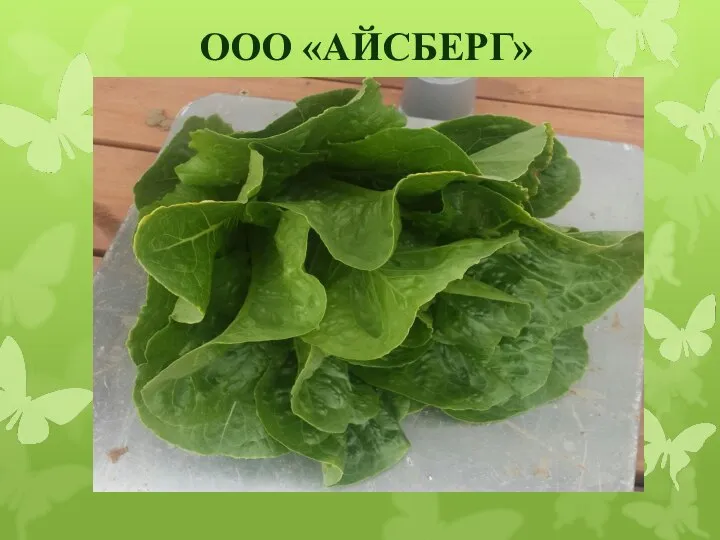 ООО «АЙСБЕРГ»