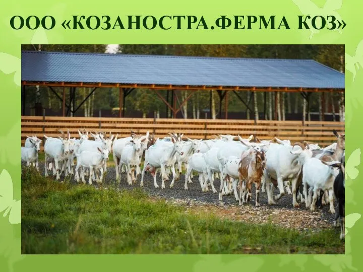 ООО «КОЗАНОСТРА.ФЕРМА КОЗ»