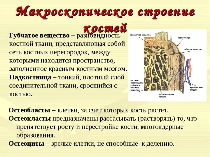 Компактное вещество -