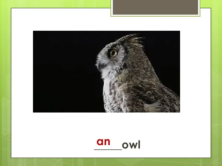 _____owl an