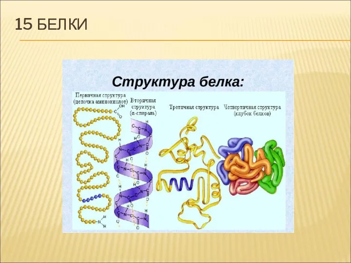 15 БЕЛКИ