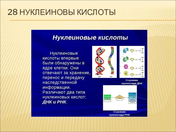 28 НУКЛЕИНОВЫ КИСЛОТЫ