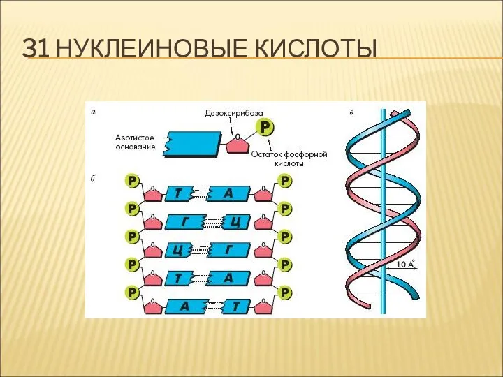 31 НУКЛЕИНОВЫЕ КИСЛОТЫ