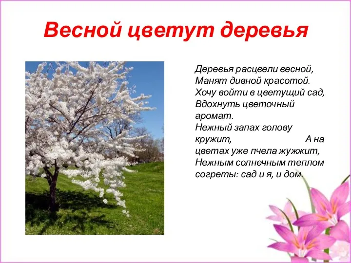 Весной цветут деревья Деревья расцвели весной, Манят дивной красотой. Хочу войти в