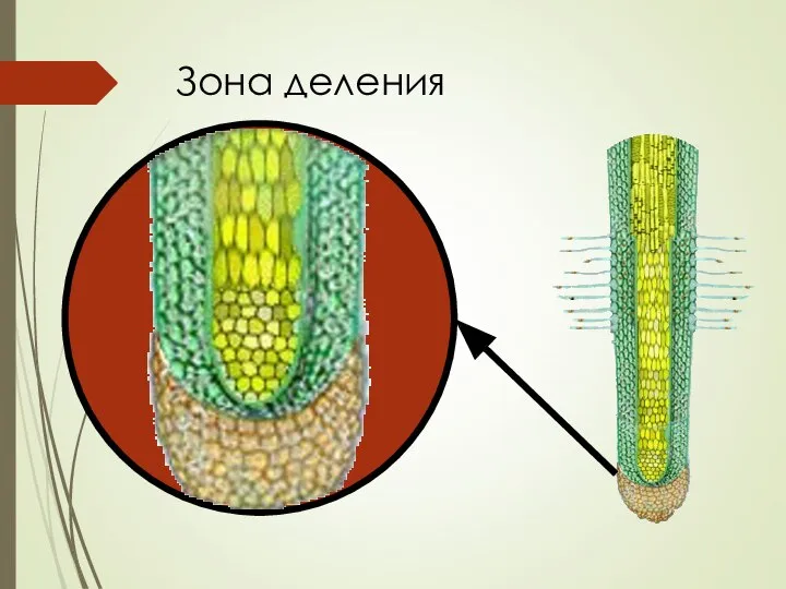 Зона деления