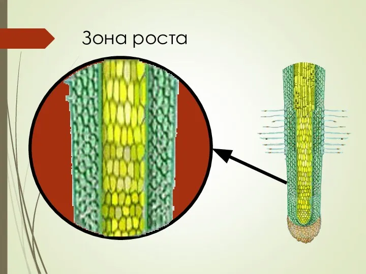 Зона роста