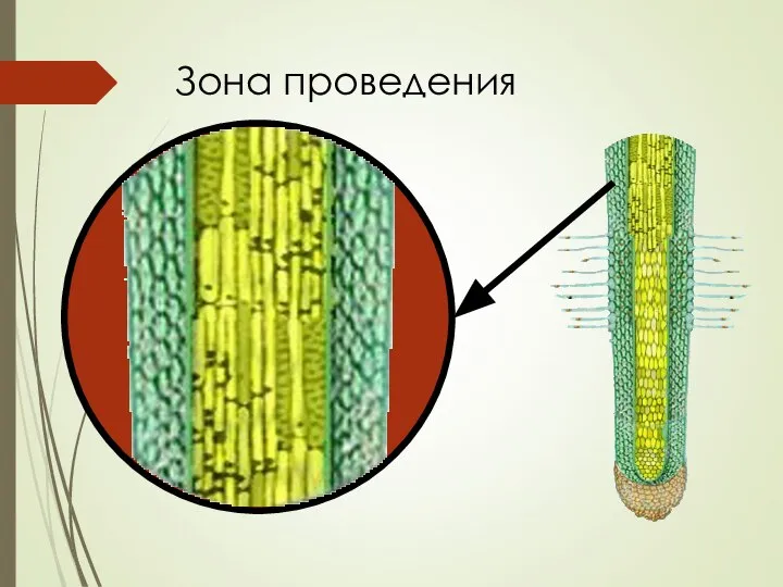 Зона проведения