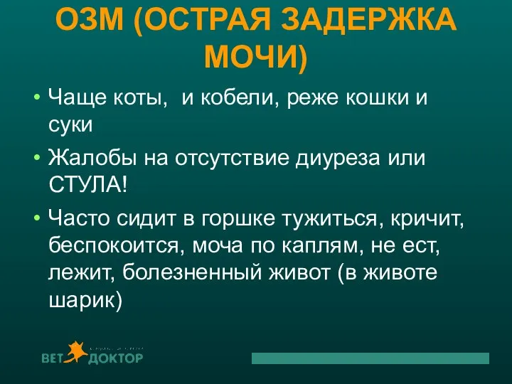 ОЗМ (ОСТРАЯ ЗАДЕРЖКА МОЧИ) Чаще коты, и кобели, реже кошки и суки