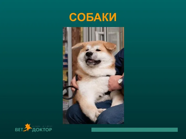 СОБАКИ