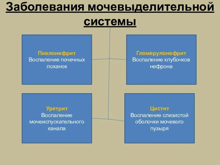 Заболевания мочевыделительной системы Пиелонефрит Воспаление почечных лоханок Гломерулонефрит Воспаление клубочков нефрона Уретрит