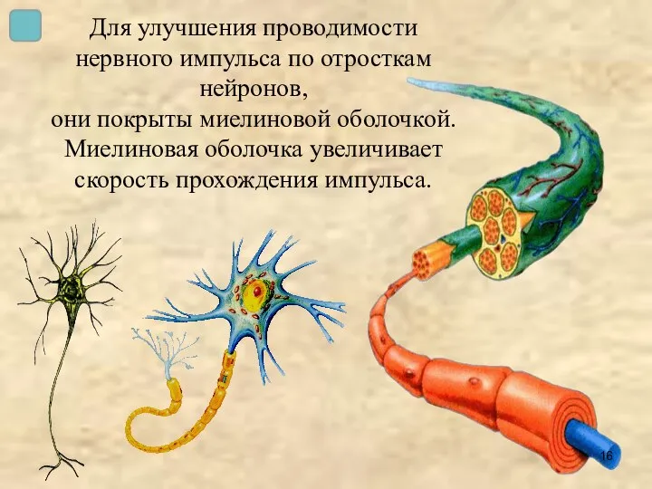Для улучшения проводимости нервного импульса по отросткам нейронов, они покрыты миелиновой оболочкой.