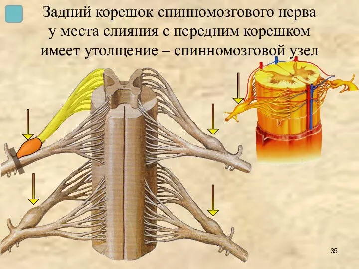 Задний корешок спинномозгового нерва у места слияния с передним корешком имеет утолщение – спинномозговой узел
