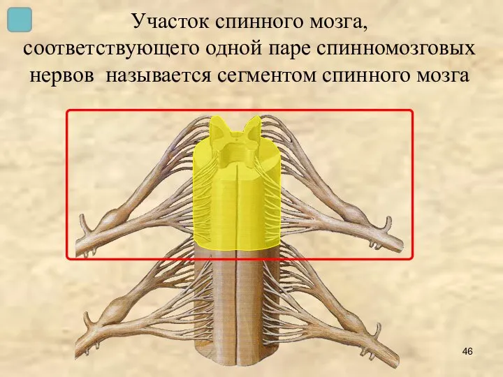 Участок спинного мозга, соответствующего одной паре спинномозговых нервов называется сегментом спинного мозга