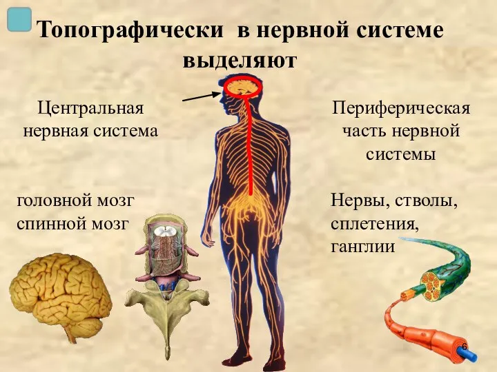 Топографически в нервной системе выделяют Центральная нервная система головной мозг спинной мозг