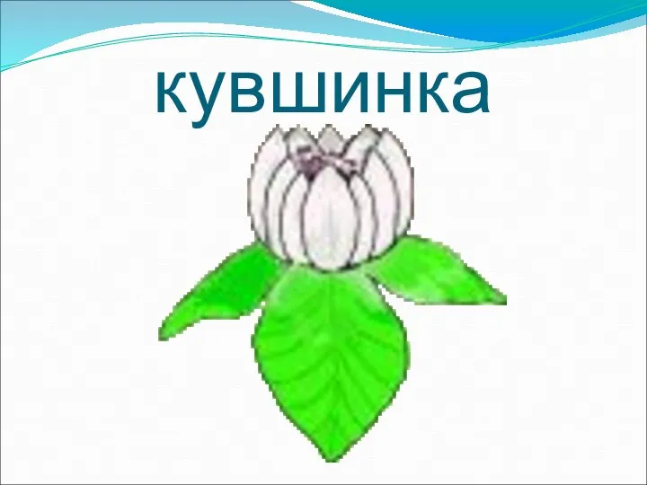 кувшинка