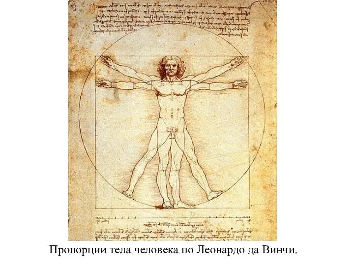 Пропорции тела человека по Леонардо да Винчи.