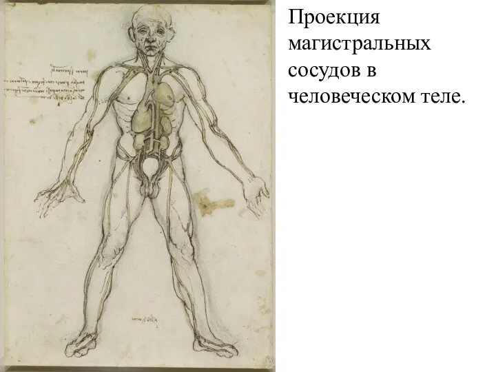 Проекция магистральных сосудов в человеческом теле.