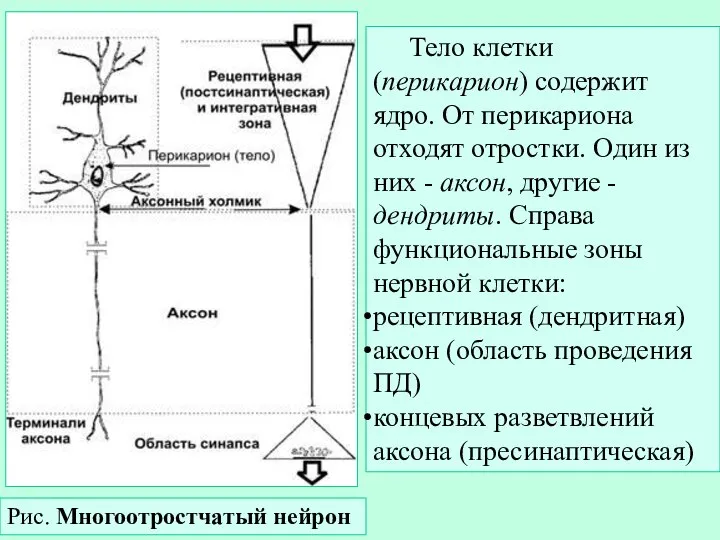 Рис. Многоотростчатый нейрон Тело клетки (перикарион) содержит ядро. От перикариона отходят отростки.