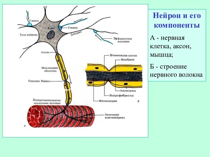Нейрон и его компоненты А - нервная клетка, аксон, мышца; Б - строение нервного волокна