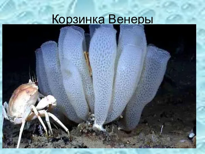 Корзинка Венеры