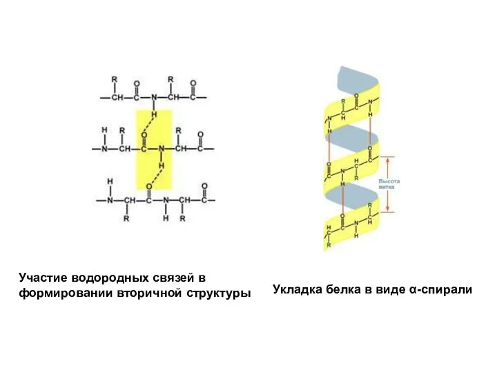 Участие водородных связей в формировании вторичной структуры Укладка белка в виде α-спирали