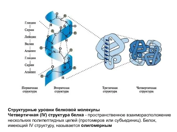 Структурные уровни белковой молекулы Четвертичная (IV) структура белка - пространственное взаиморасположение нескольких