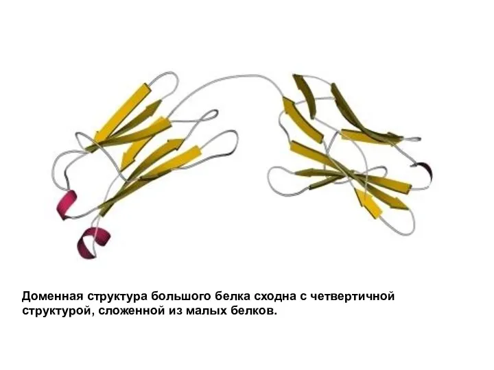 Доменная структура большого белка сходна с четвертичной структурой, сложенной из малых белков.