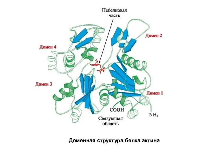 Доменная структура белка актина