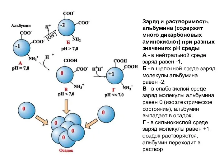 Заряд и растворимость альбумина (содержит много дикарбоновых аминокислот) при разных значениях рН