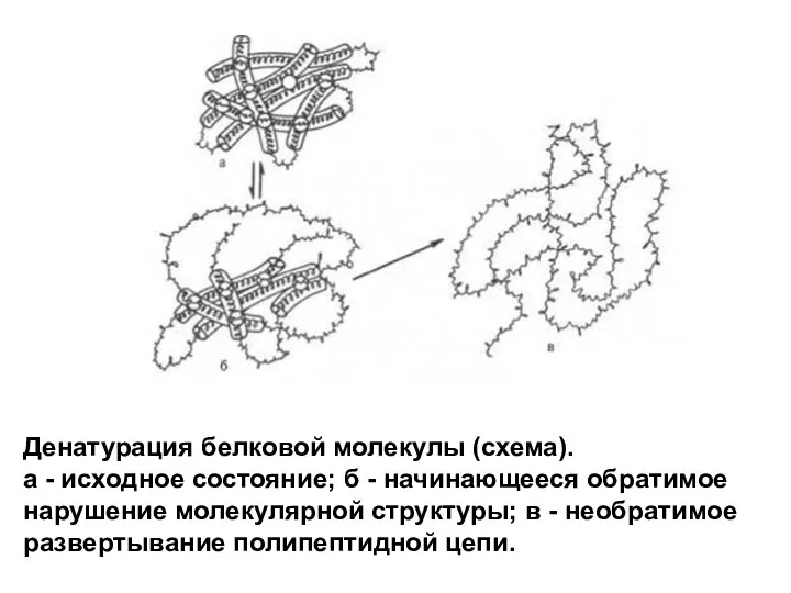 Денатурация белковой молекулы (схема). а - исходное состояние; б - начинающееся обратимое