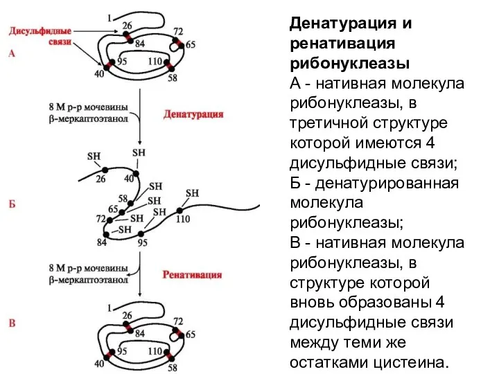 Денатурация и ренативация рибонуклеазы А - нативная молекула рибонуклеазы, в третичной структуре