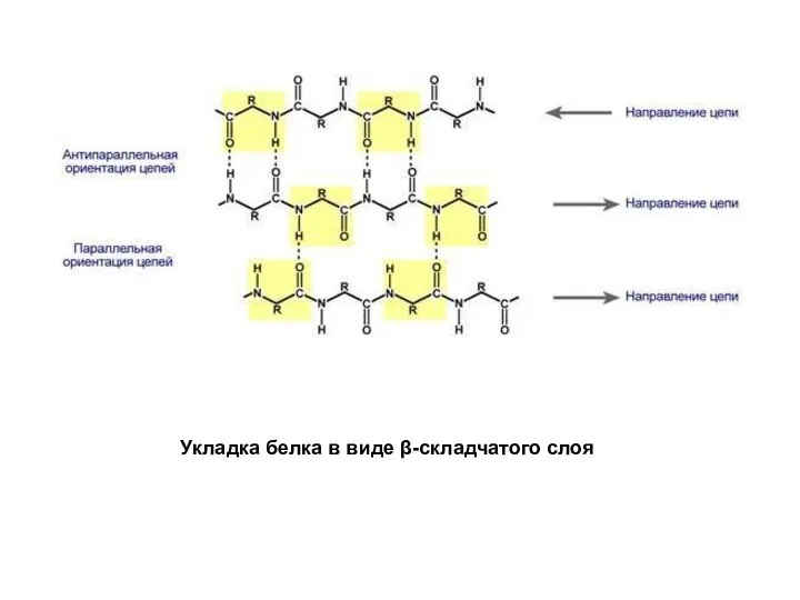 Укладка белка в виде β-складчатого слоя