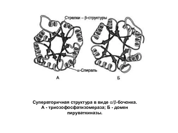 Супервторичная структура в виде α/β-бочонка. А - триозофосфатизомераза; Б - домен пируваткиназы.