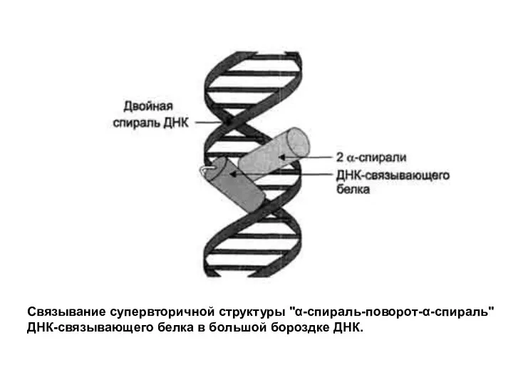 Связывание супервторичной структуры "α-спираль-поворот-α-спираль" ДНК-связывающего белка в большой бороздке ДНК.