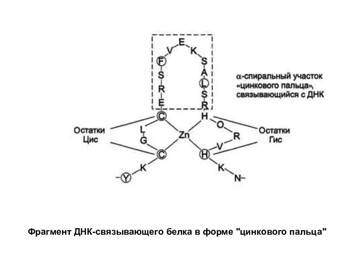 Фрагмент ДНК-связывающего белка в форме "цинкового пальца"