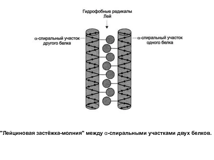 "Лейциновая застёжка-молния" между α-спиральными участками двух белков.