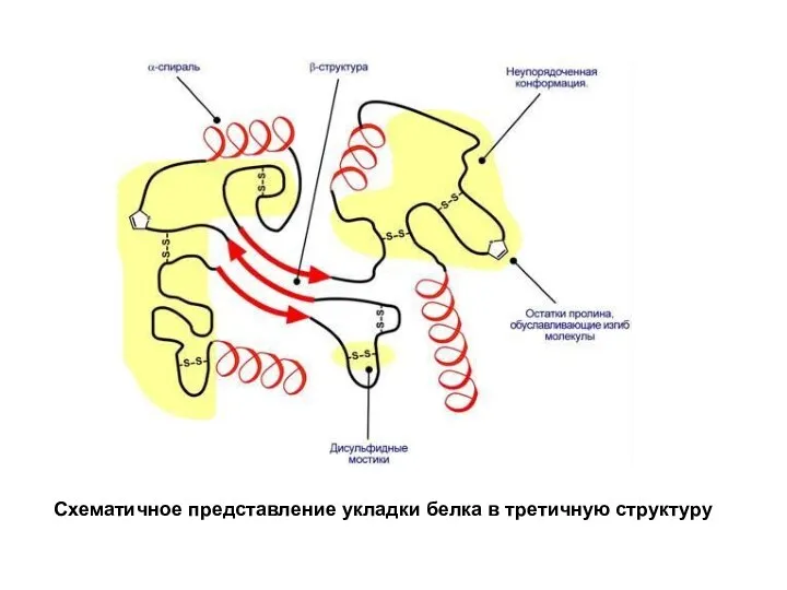 Схематичное представление укладки белка в третичную структуру