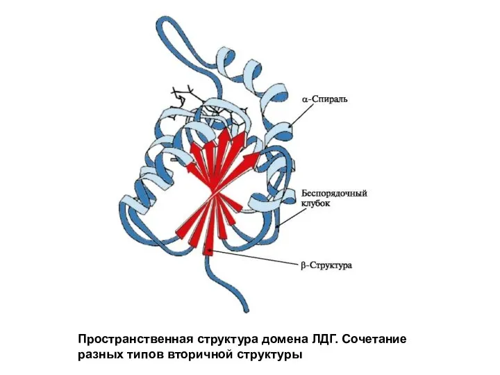 Пространственная структура домена ЛДГ. Сочетание разных типов вторичной структуры