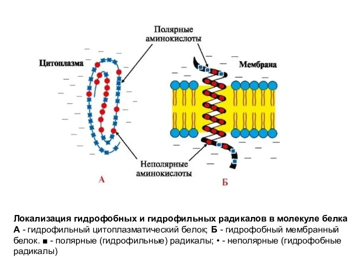 Локализация гидрофобных и гидрофильных радикалов в молекуле белка А - гидрофильный цитоплазматический