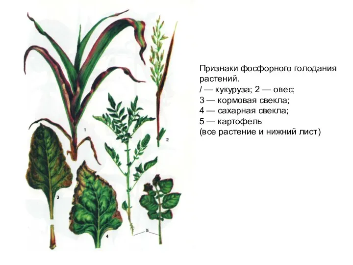 Признаки фосфорного голодания растений. / — кукуруза; 2 — овес; 3 —