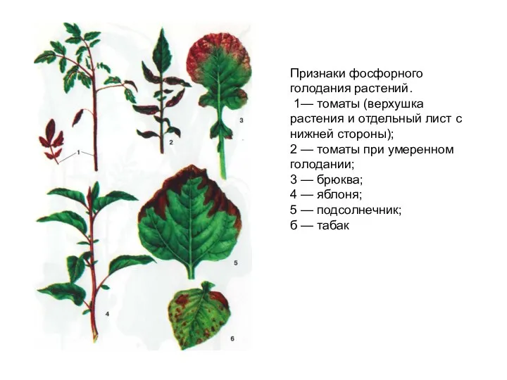 Признаки фосфорного голодания растений. 1— томаты (верхушка растения и отдельный лист с