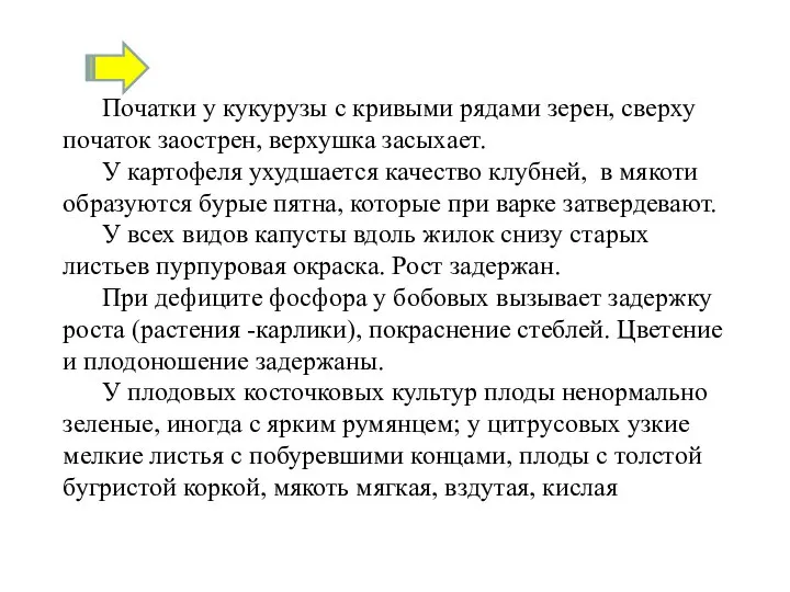 Початки у кукурузы с кривыми рядами зерен, сверху початок заострен, верхушка засыхает.