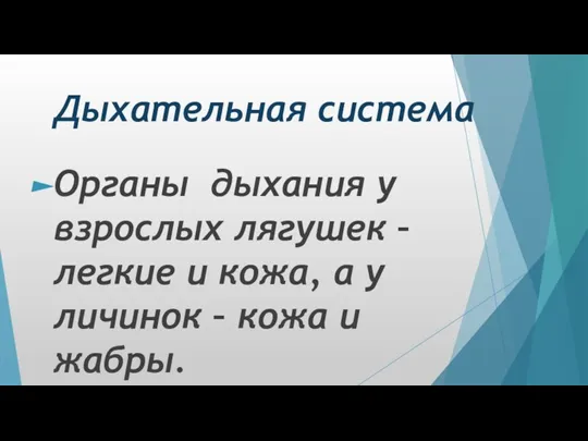 Дыхательная система Органы дыхания у взрослых лягушек – легкие и кожа, а