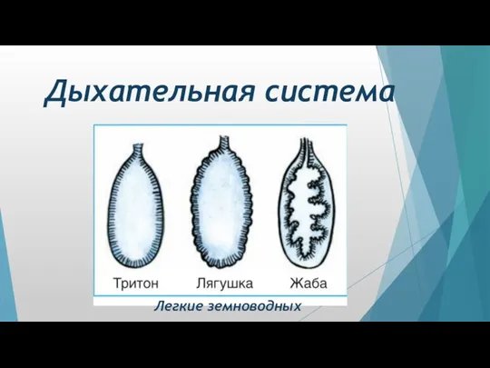 Дыхательная система Легкие земноводных