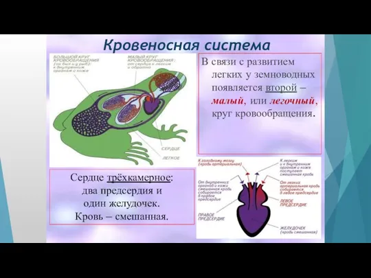 Кровеносная система В связи с развитием легких у земноводных появляется второй –