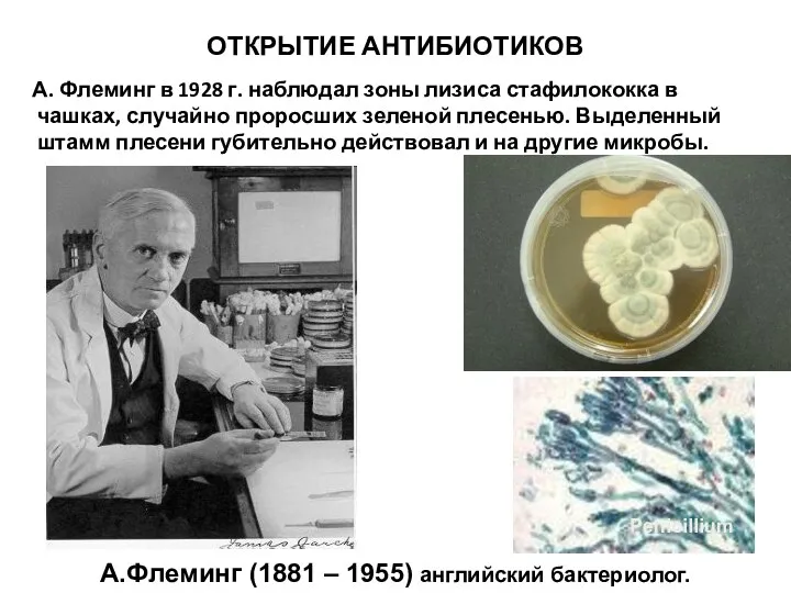 ОТКРЫТИЕ АНТИБИОТИКОВ А. Флеминг в 1928 г. наблюдал зоны лизиса стафилококка в