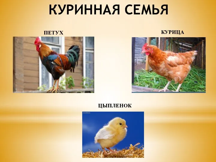 КУРИННАЯ СЕМЬЯ ПЕТУХ КУРИЦА ЦЫПЛЕНОК