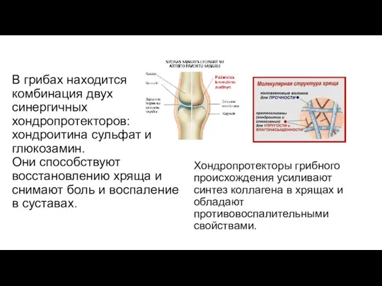 В грибах находится комбинация двух синергичных хондропротекторов: хондроитина сульфат и глюкозамин. Они